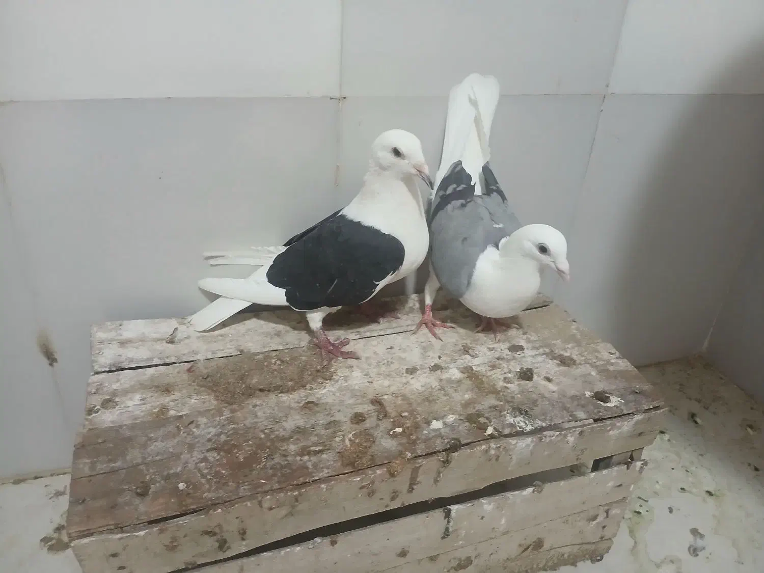 پشتی|پرنده|شیراز, جرسقان|دیوار