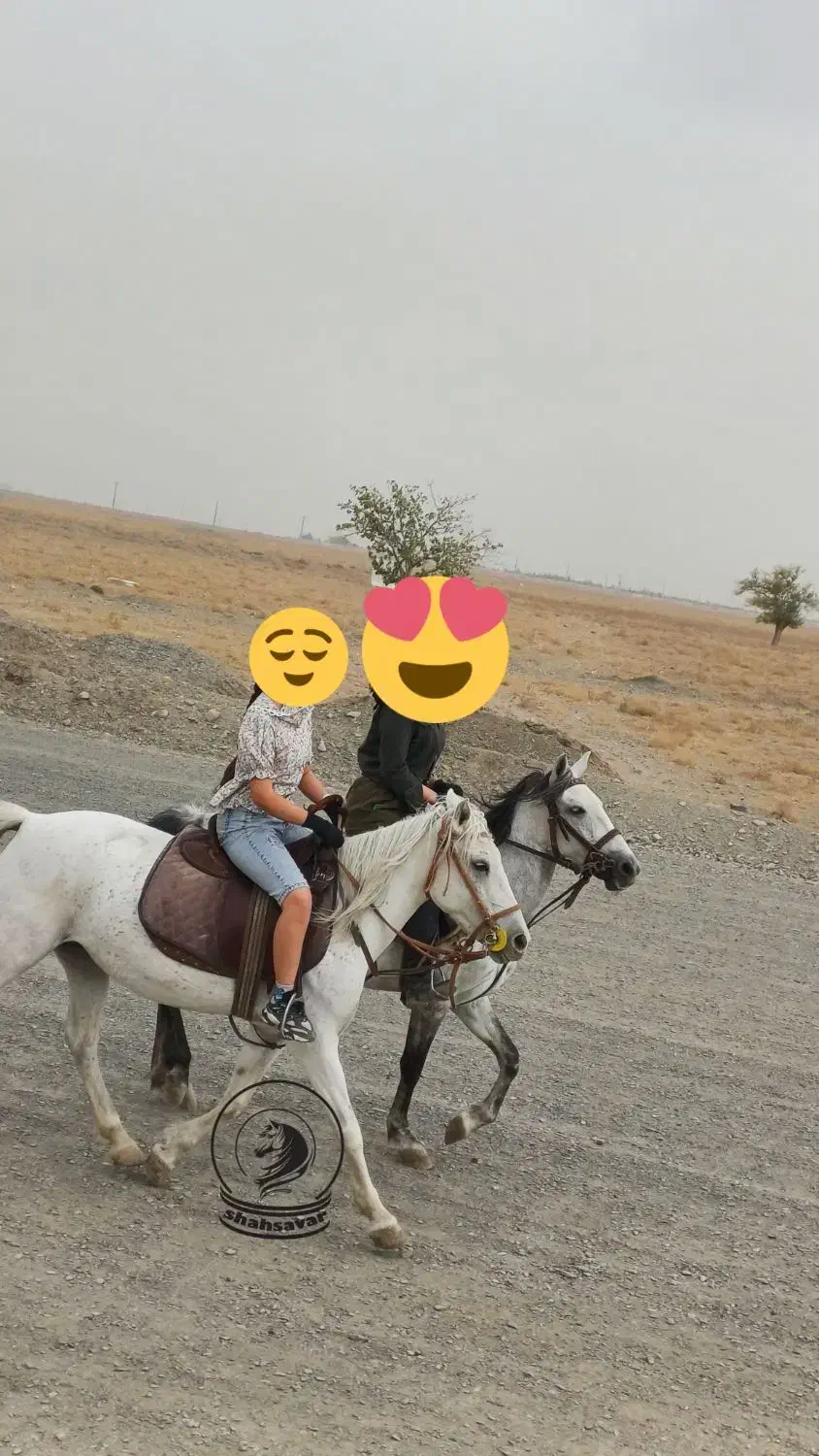 سوارکاری با اسب|اسب و تجهیزات اسب‌سواری|مشهد, شهرک صنعتی توس|دیوار