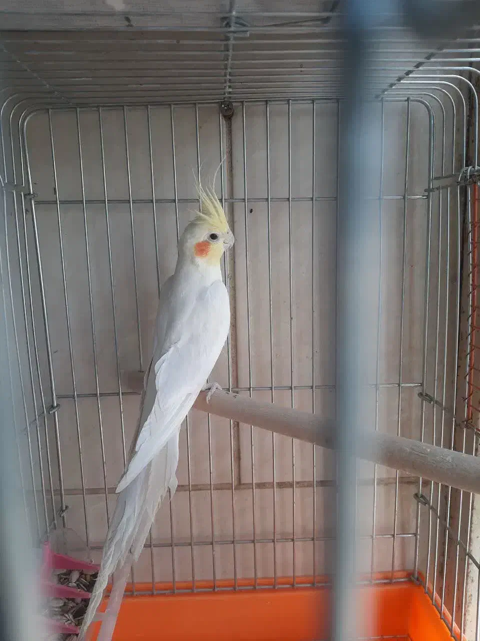 عروس هلندی|پرنده|آباده, |دیوار