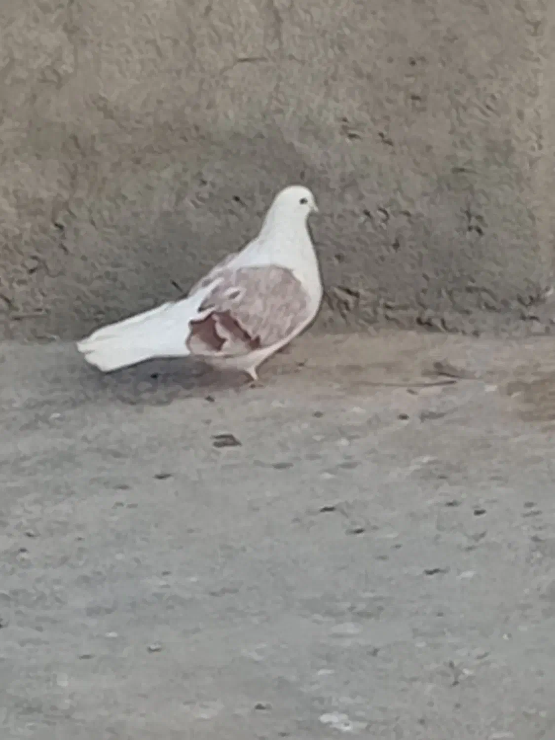 کبوتر دوکت نو ریز|پرنده|کبودرآهنگ, |دیوار