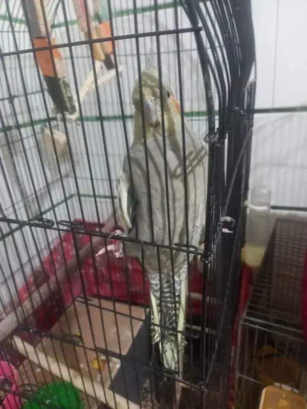 عروس هلندی گمشده|پرنده|ابریشم, |دیوار