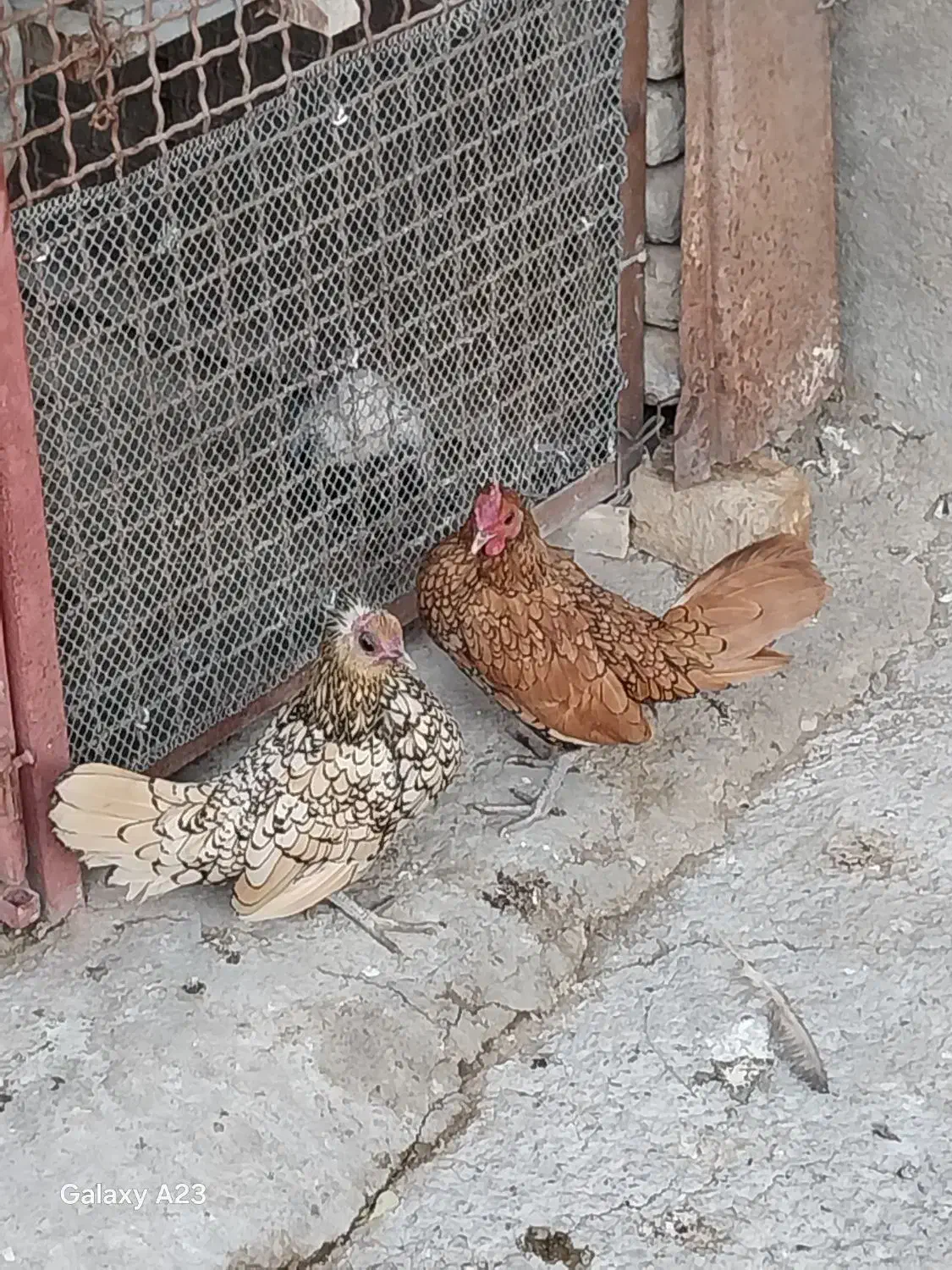 ی جفت مرغ خروس سبرایت اصیل|حیوانات مزرعه|هشتگرد, تهران دشت|دیوار