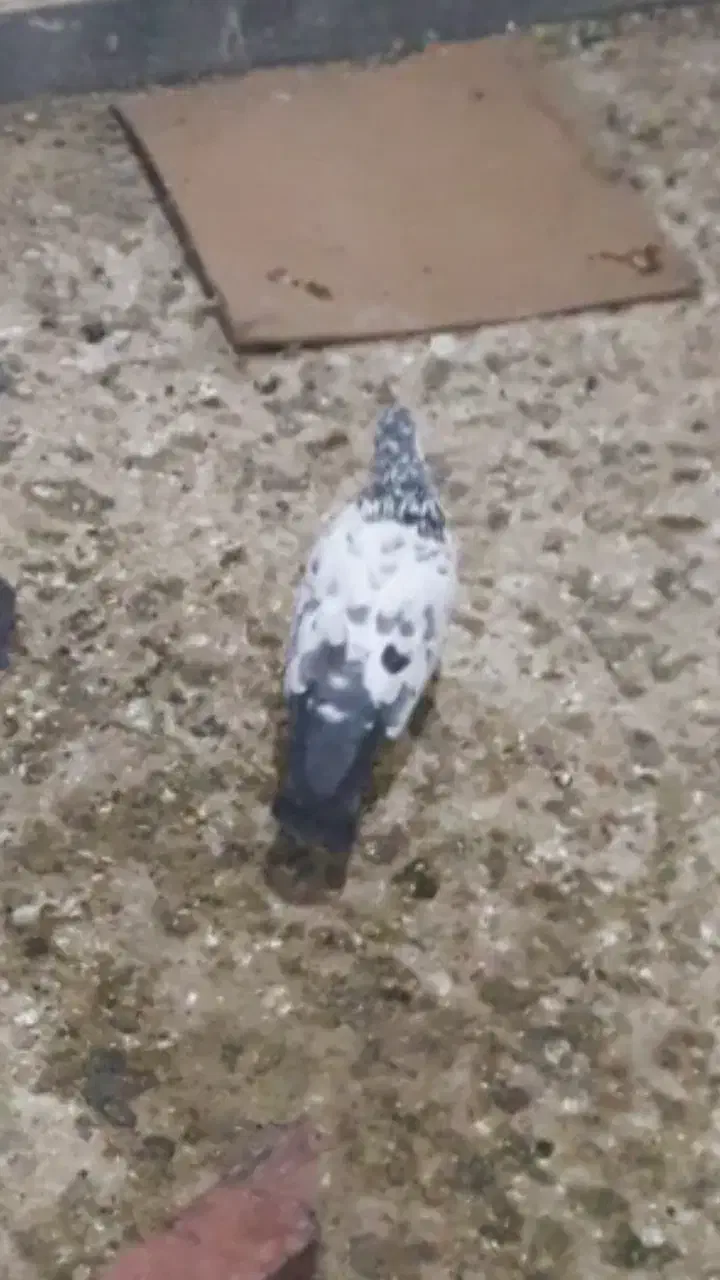 کبوتر|حیوانات|جوکار, |دیوار