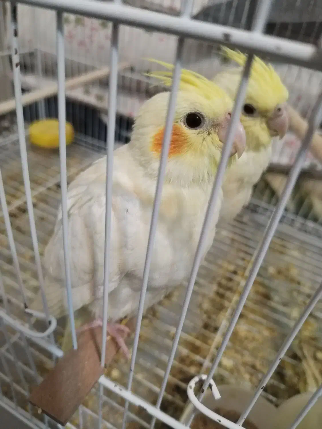 عروس هلندی|پرنده|سبزوار, گلشن|دیوار