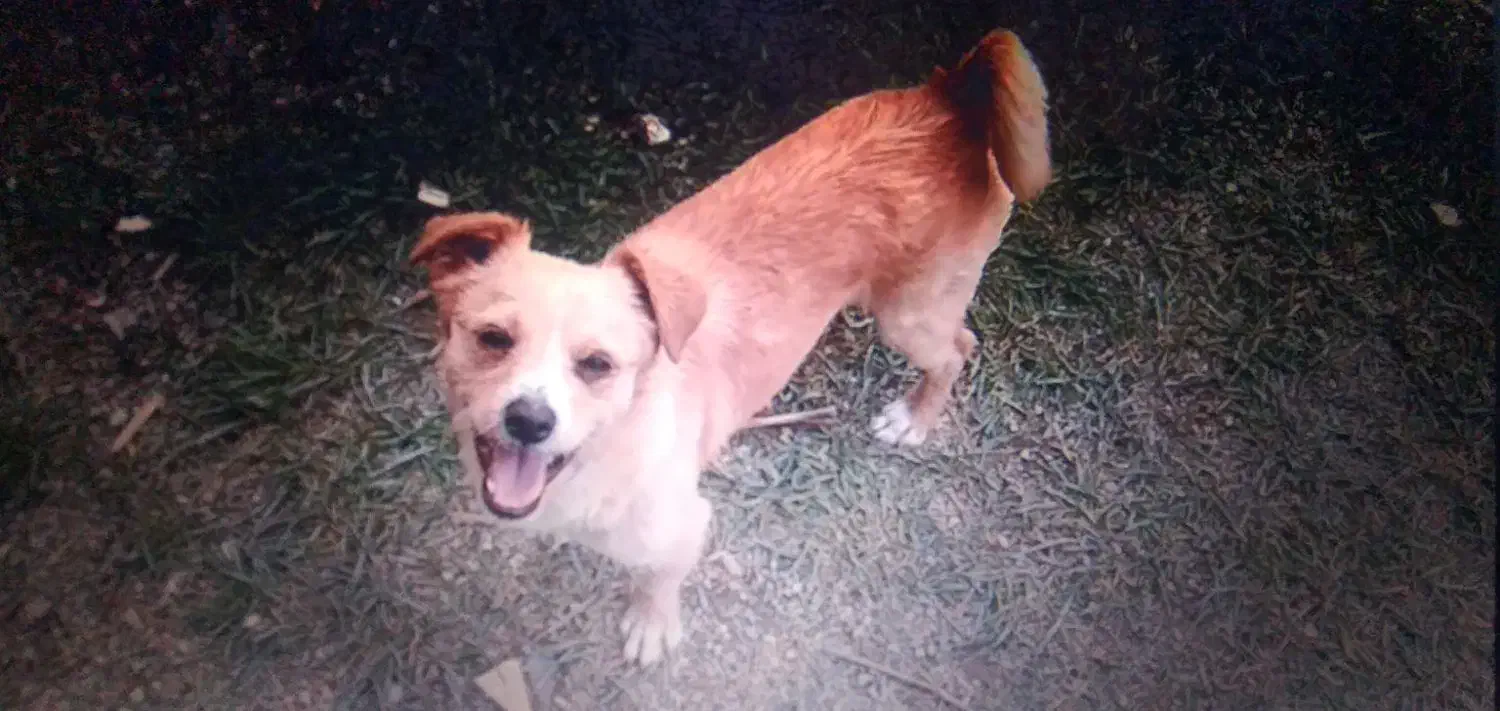 سگ گم شده|سگ|سلماس, |دیوار