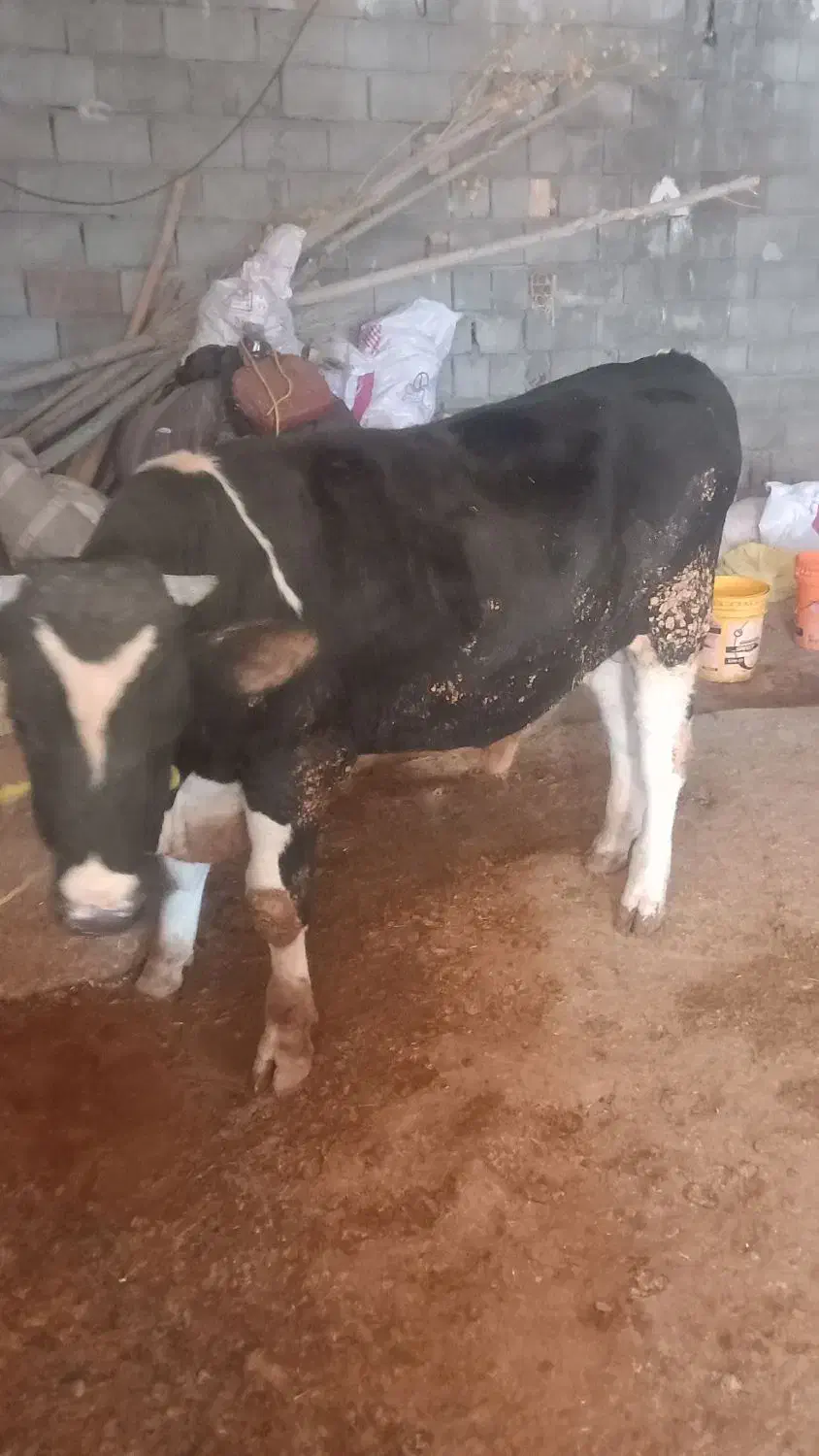 گوساله گوشتی|حیوانات مزرعه|نورآباد, |دیوار