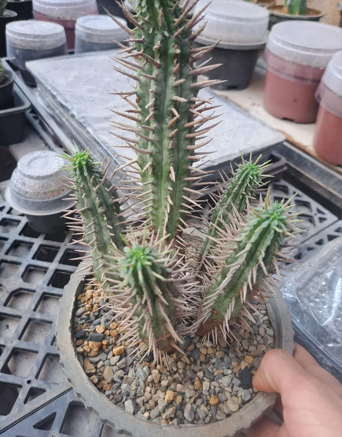 افوربیا فروکس، کاکتوس|گل و گیاه طبیعی|بندرعباس, |دیوار