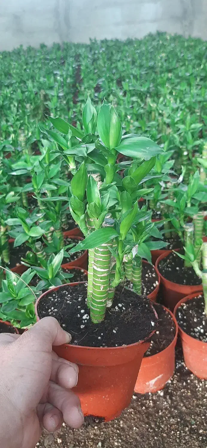 لوتوس آبی لوتوس خاکی|گل و گیاه طبیعی|شریفآباد, |دیوار