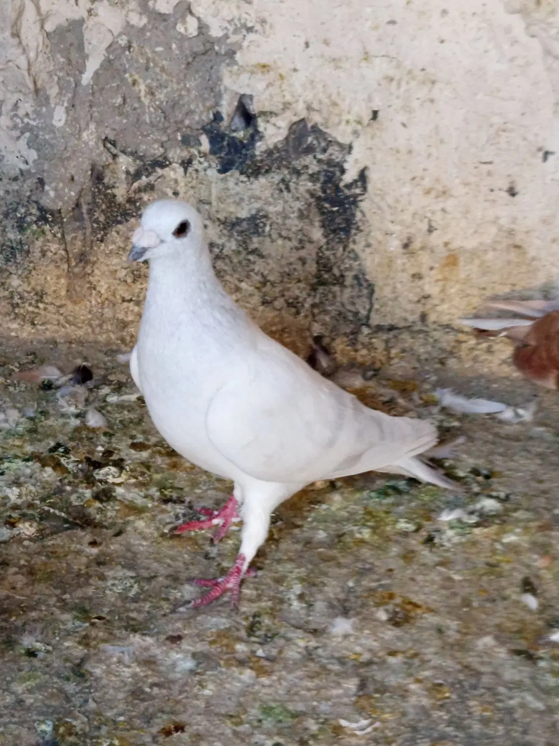 لباس|لباس|زاهدان, |دیوار