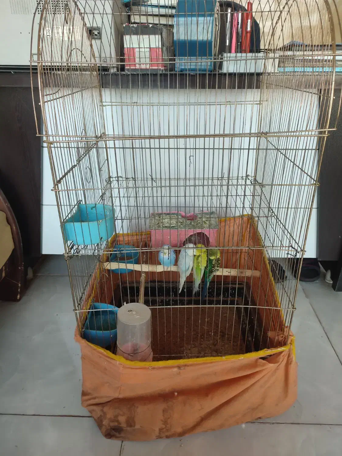 مرغ عشق|پرنده|الوند, |دیوار