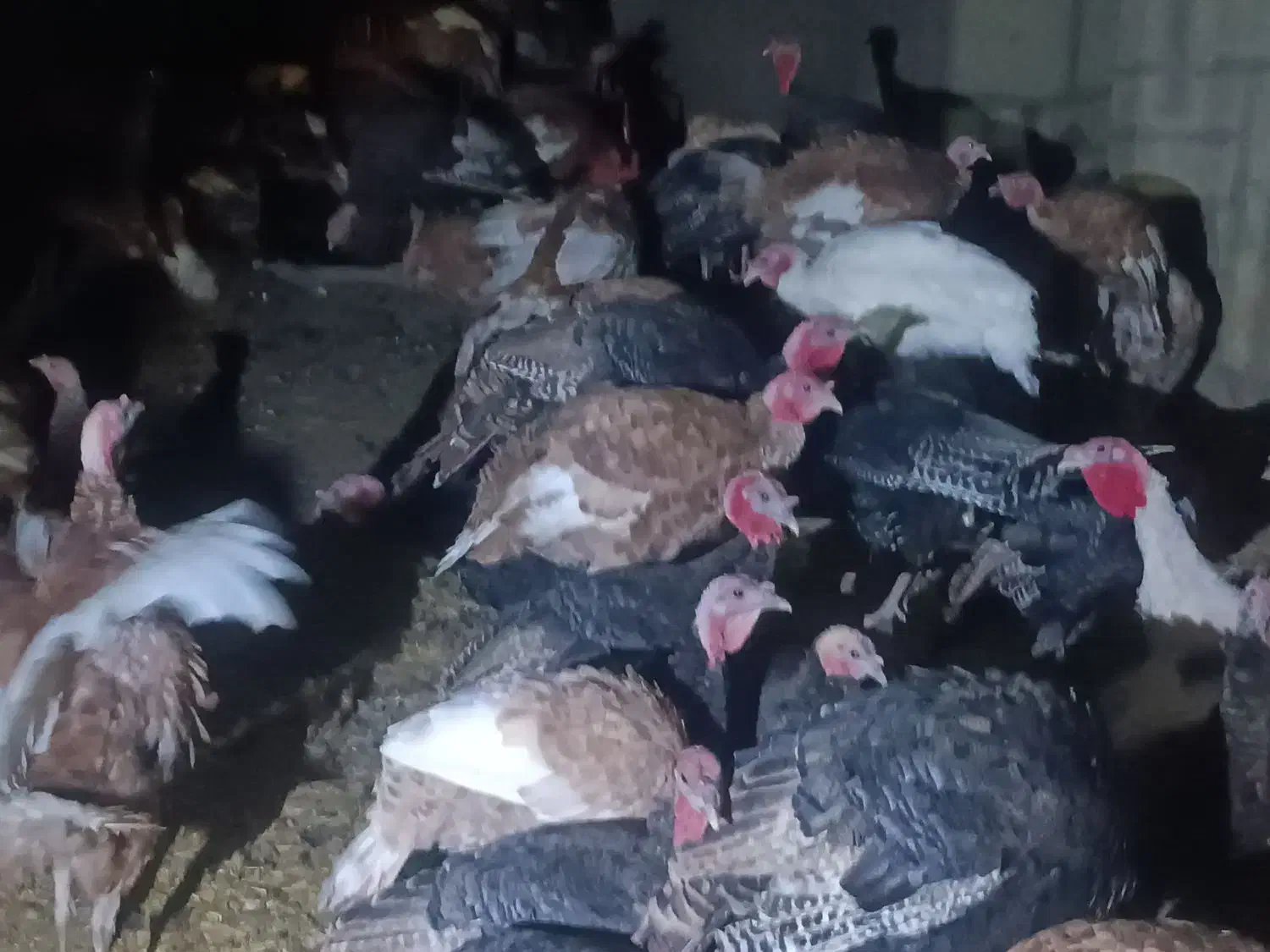 فروش بوقلمون|حیوانات مزرعه|دیواندره, |دیوار