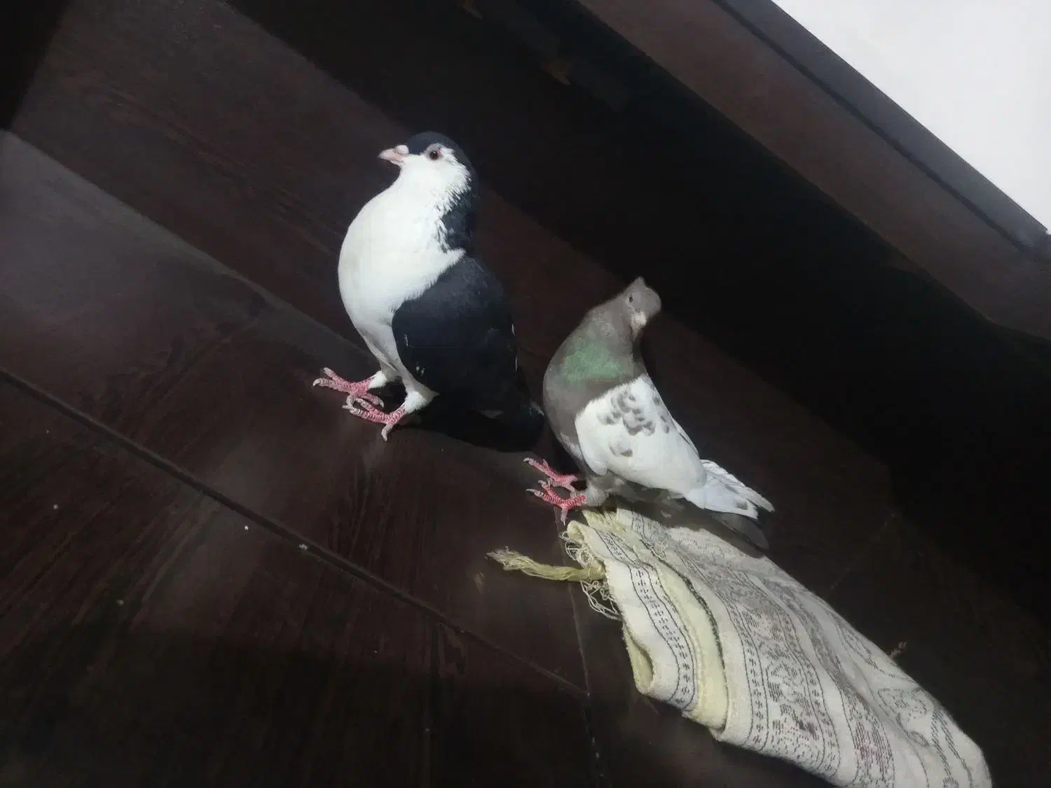 کبوتر|پرنده|گنبد کاووس, |دیوار