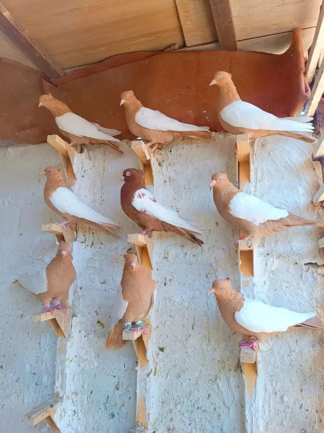 سینه سرخ|پرنده|شیراز, دلگشا|دیوار