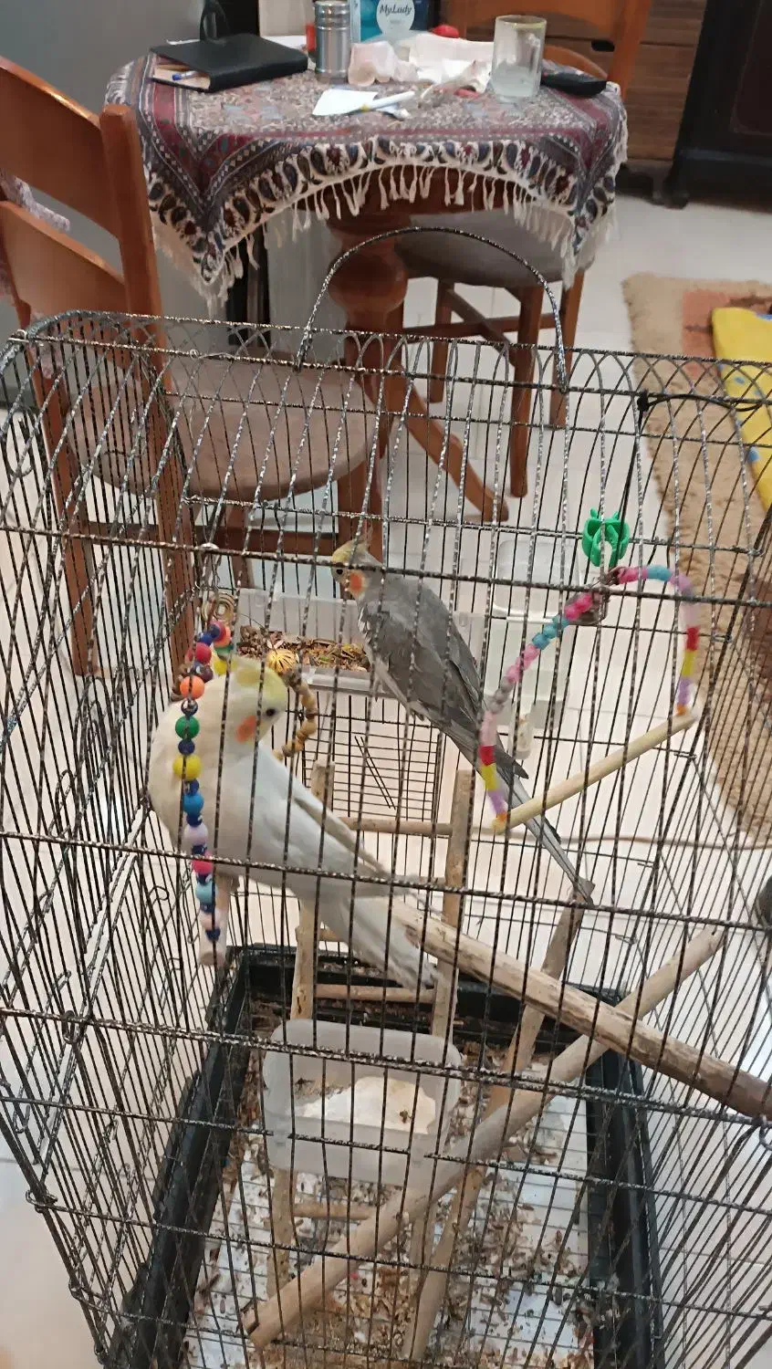 عروس هلندی|پرنده|فردیس, شهرک ناز|دیوار