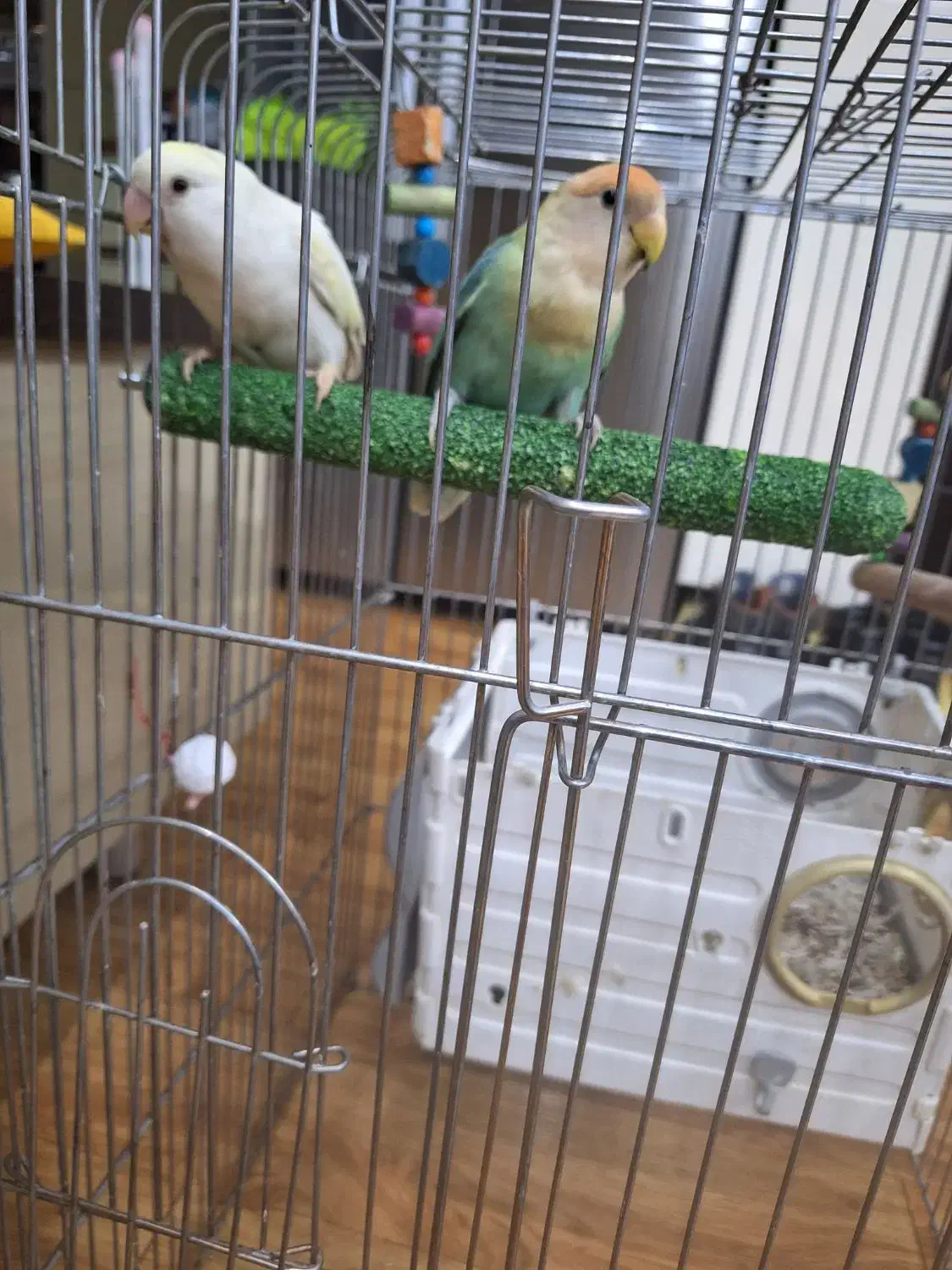 طوطی برزیلی مولد|پرنده|تهران, تهرانپارس جنوبی|دیوار