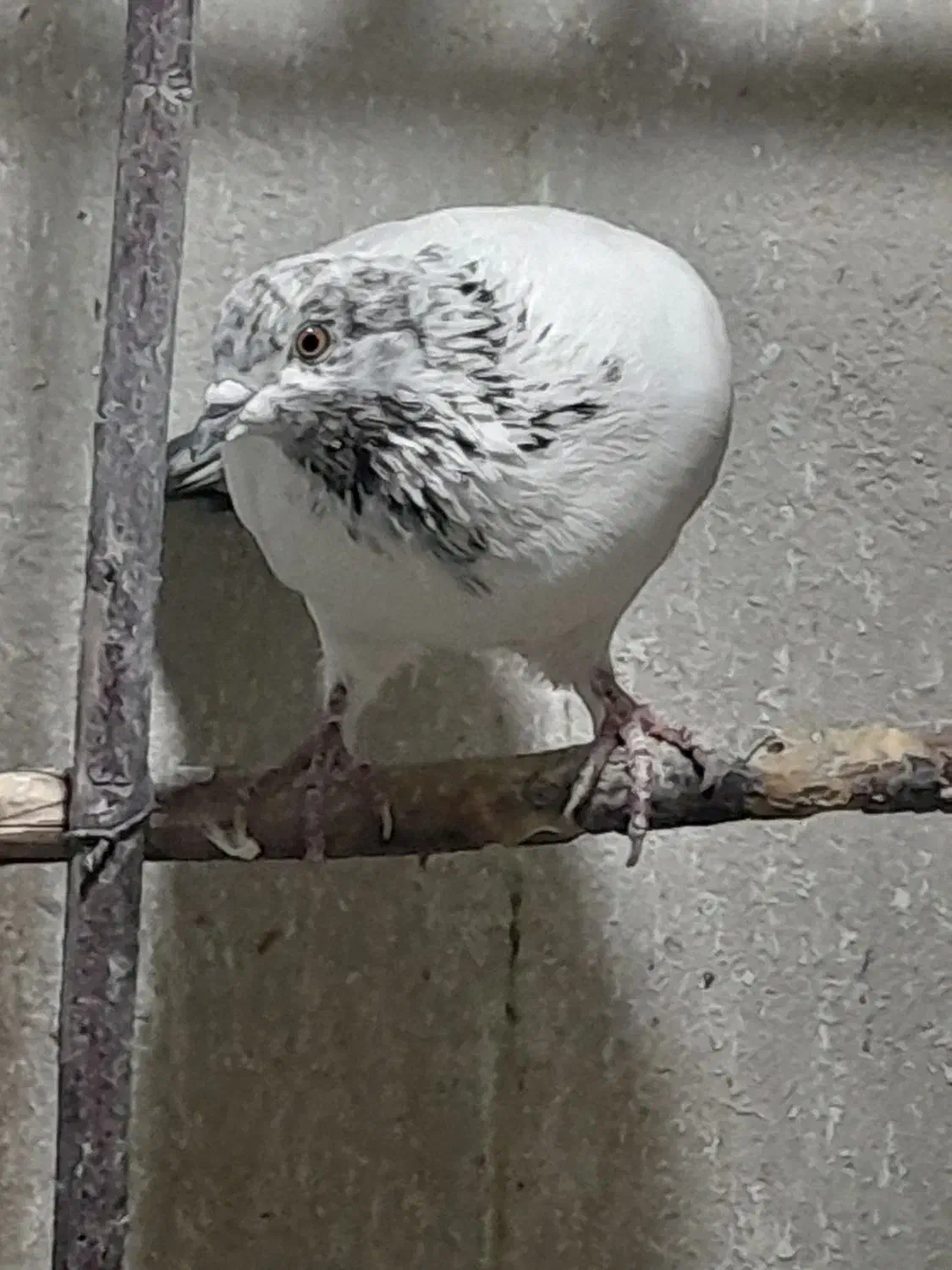 کبوتر پرشی  ایرانی|پرنده|شهریار, شهرک وائین|دیوار