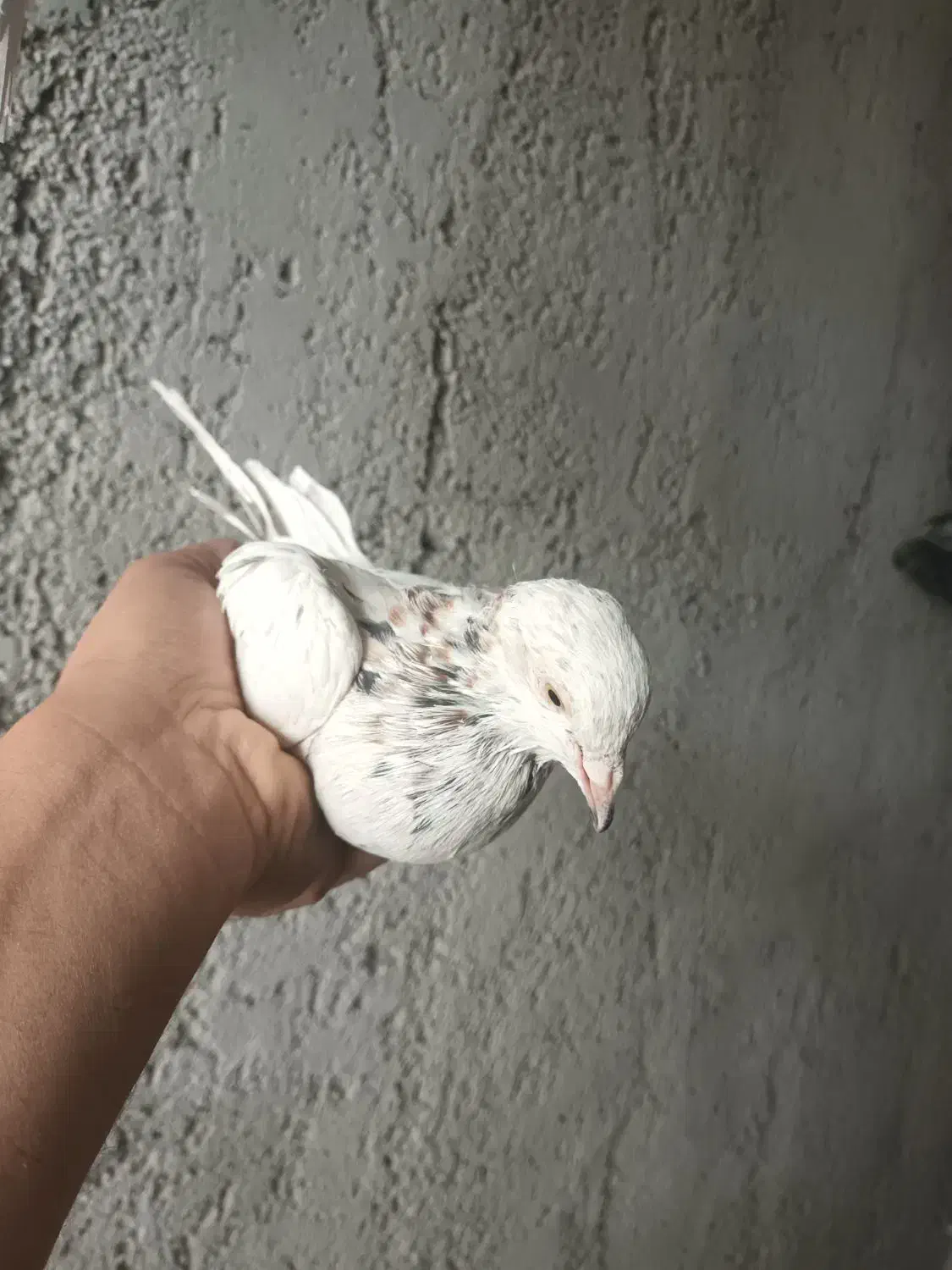 ماده سرور دورگ|پرنده|نجفآباد, جلال آباد|دیوار