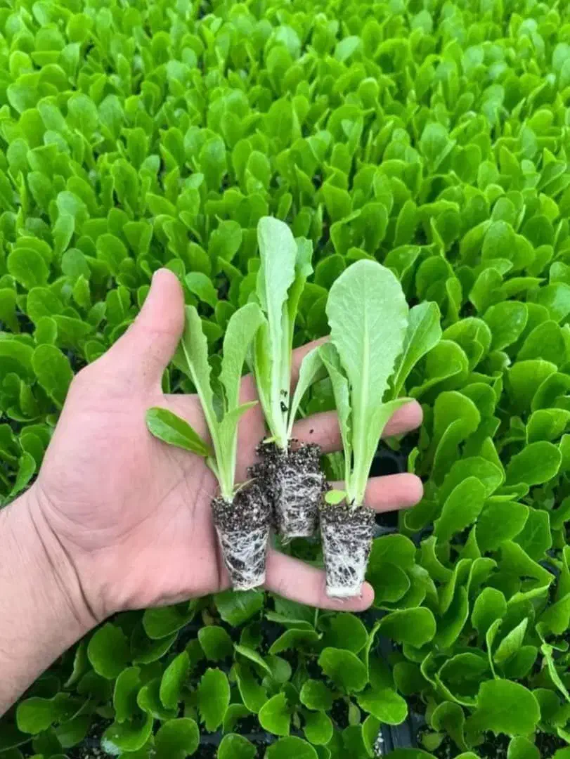 نِشآ کاهو کرفس کلم و...سفارش انواع نِشا|خدمات باغبانی و درختکاری|دزفول, |دیوار