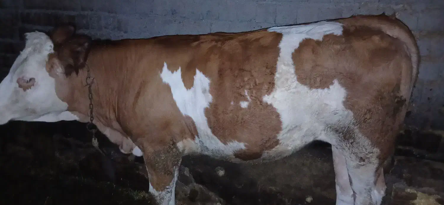 گاو گوساله گوشتی|حیوانات مزرعه|نظر کهریزی, |دیوار