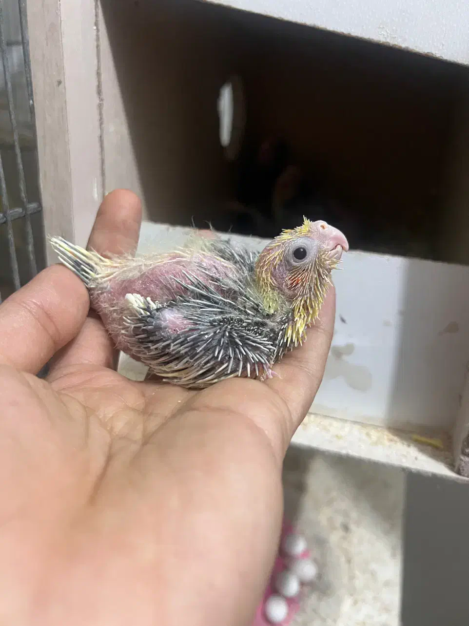 عروس هلندی سرلاکی|پرنده|قم, امامزاده ابراهیم|دیوار