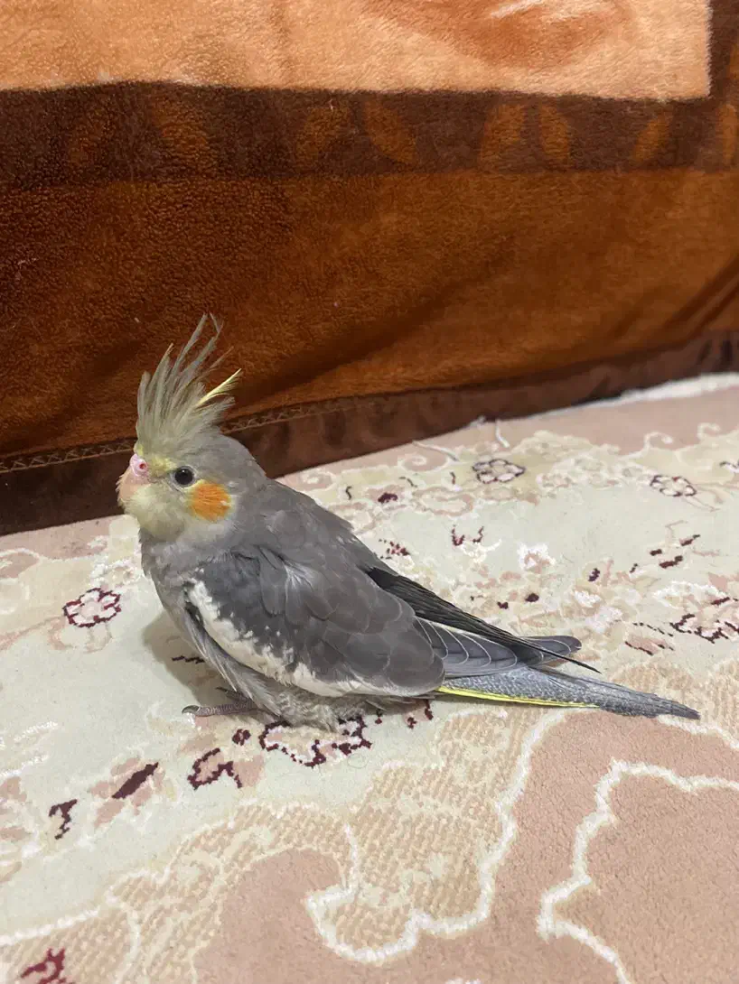 عروس هلندی|پرنده|کیاشهر, |دیوار