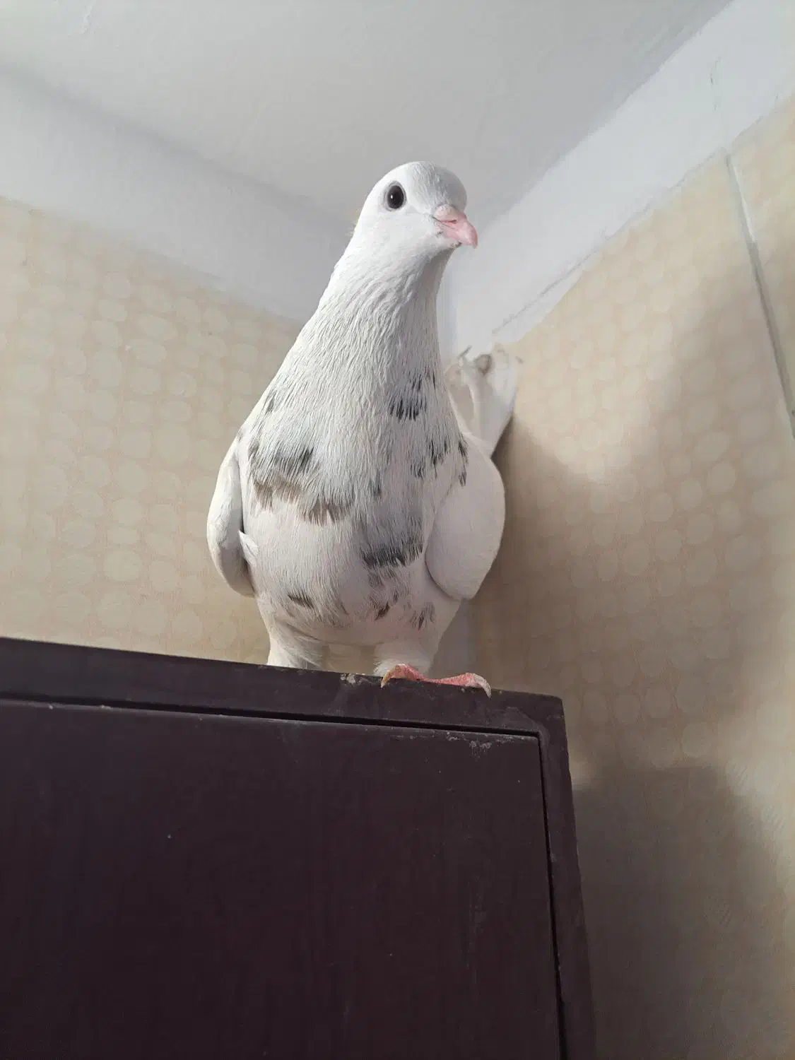 طوقی ماده مست مست اهل|پرنده|ایذه, |دیوار