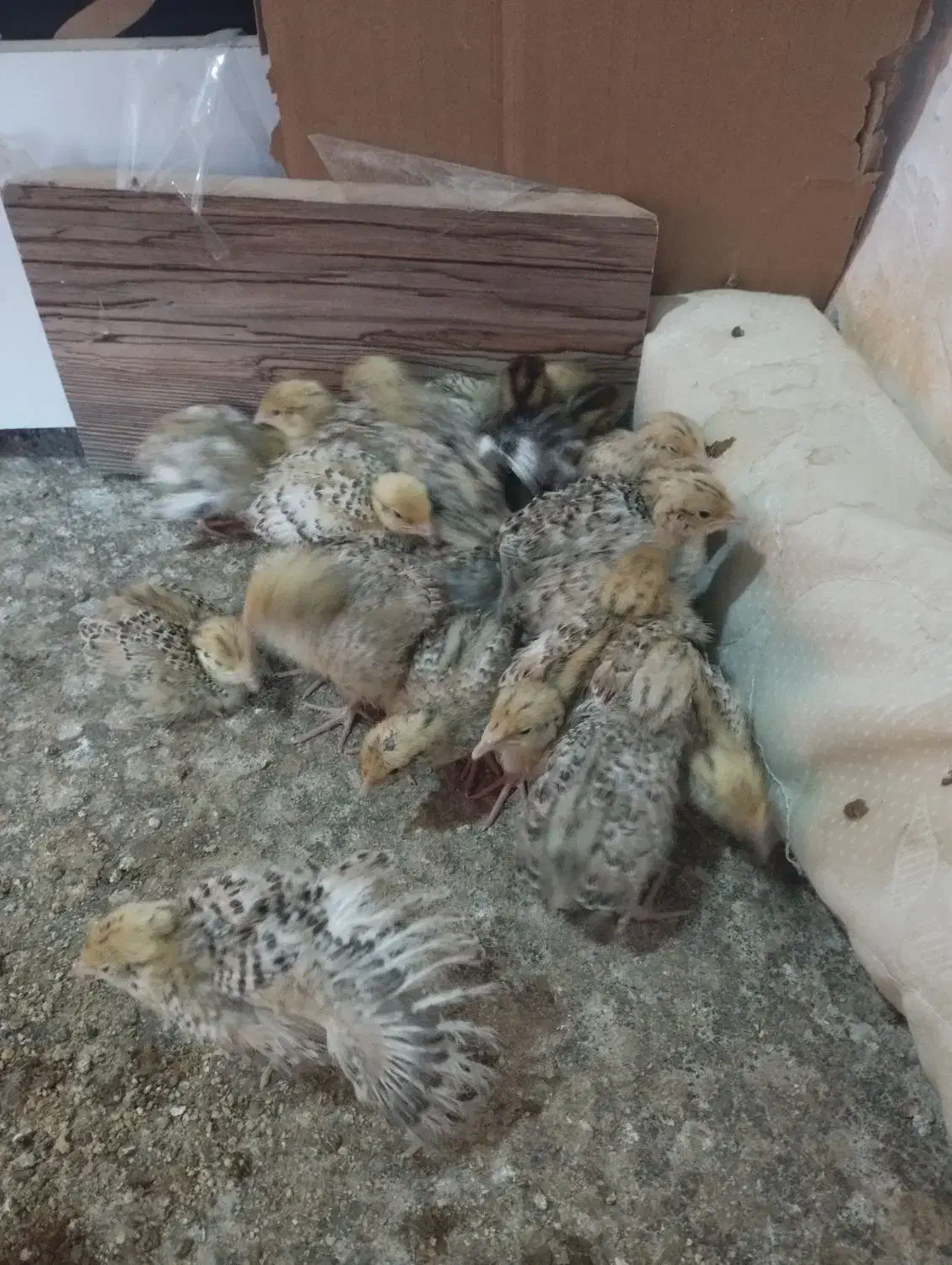 بلدرچین|حیوانات مزرعه|خسروشاه, |دیوار