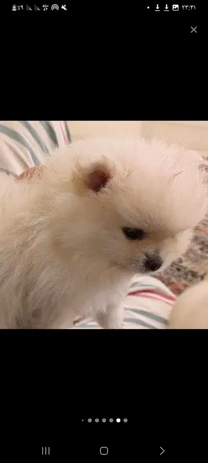 سگ پامر خرسی|سگ|سنندج, |دیوار