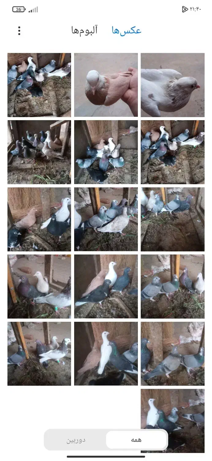 ۱۰عدد کفتر پرشی به فروش میرسد|پرنده|اسحاق آباد, |دیوار