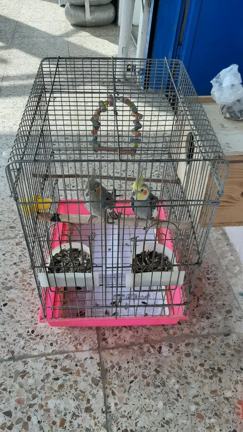 عروس هلندی|پرنده|تالش, جوکندان|دیوار