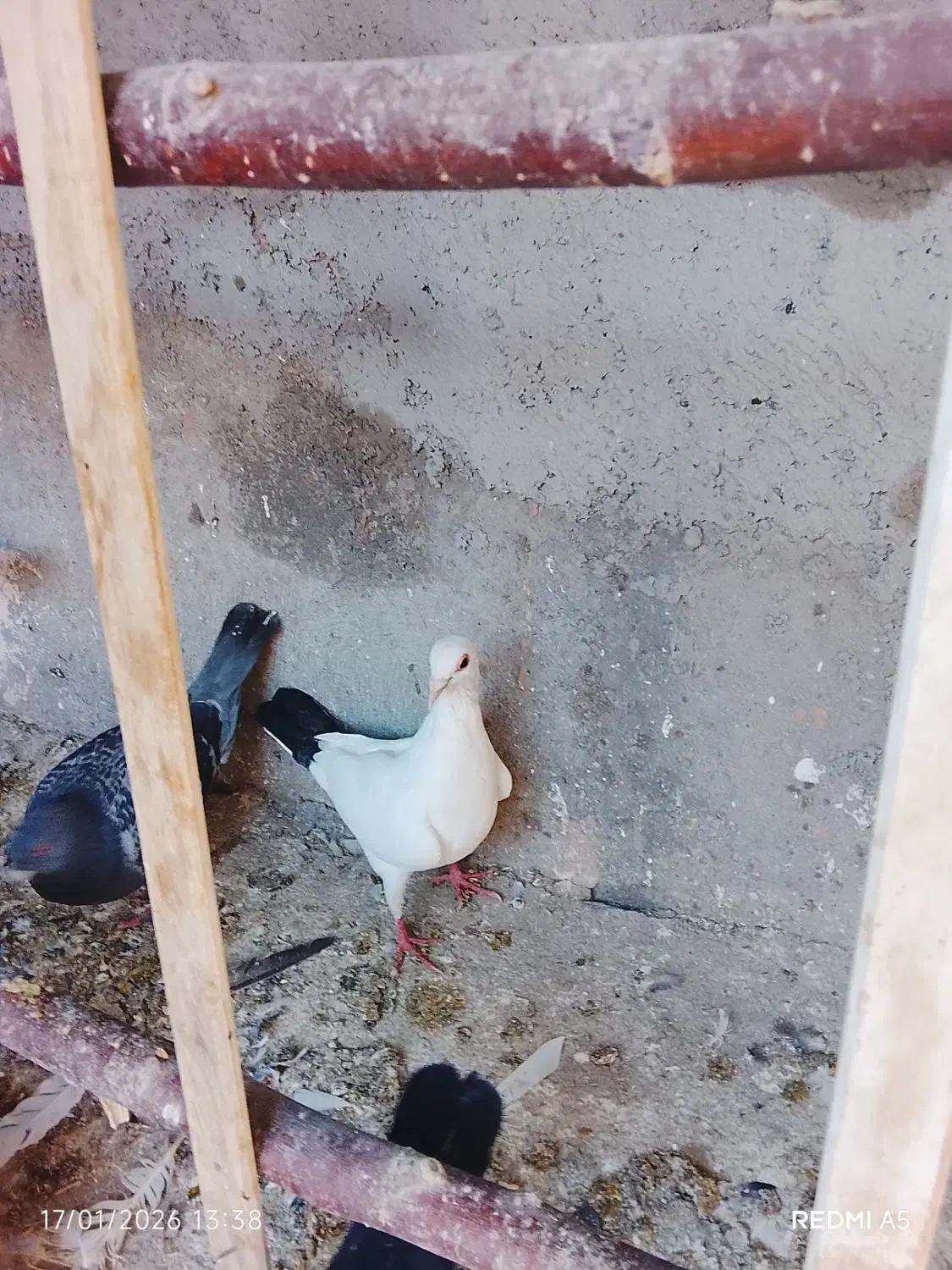 کبوتر|پرنده|سیدآباد, |دیوار