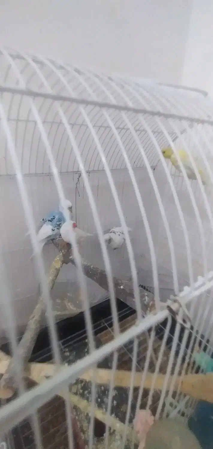 دو عدد مرغ عشق|پرنده|رودهن, |دیوار