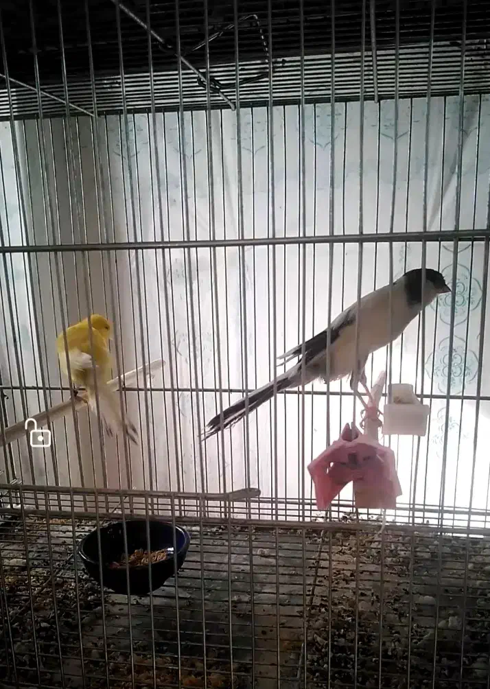 قناری کشیده بلند نر|پرنده|شهرضا, |دیوار