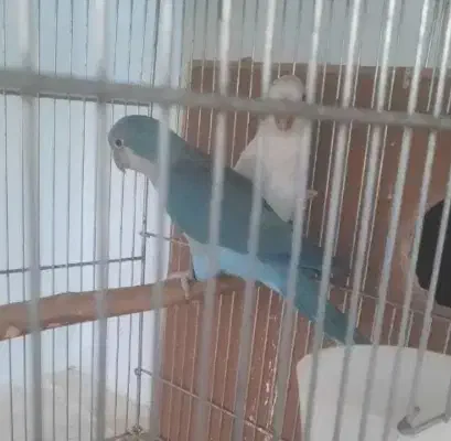 راهب آبی و ابرو بادی|پرنده|اردکان, |دیوار