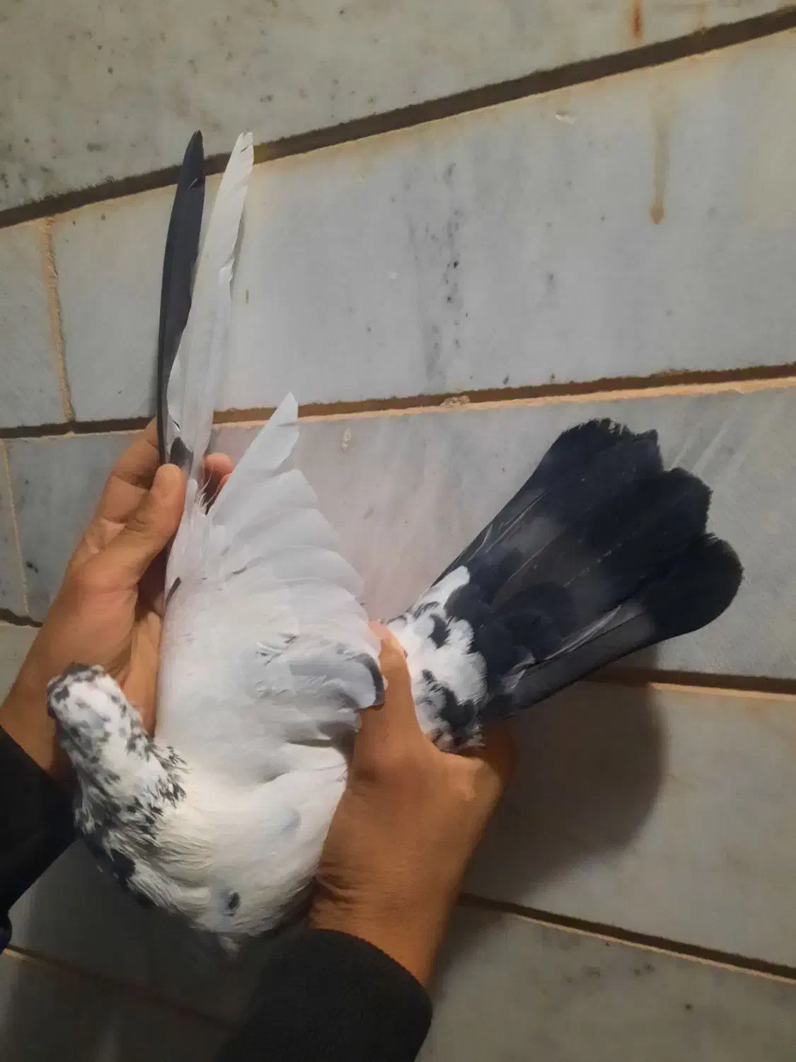 کبوتر|پرنده|شاهرود, |دیوار