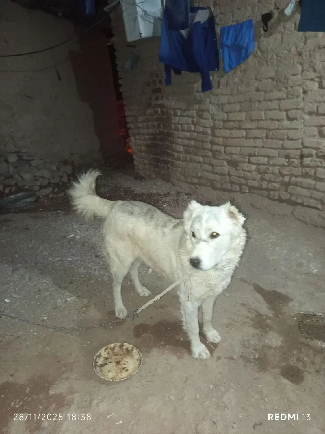 واگذاری سگ نگهبان|سگ|قهستان, |دیوار