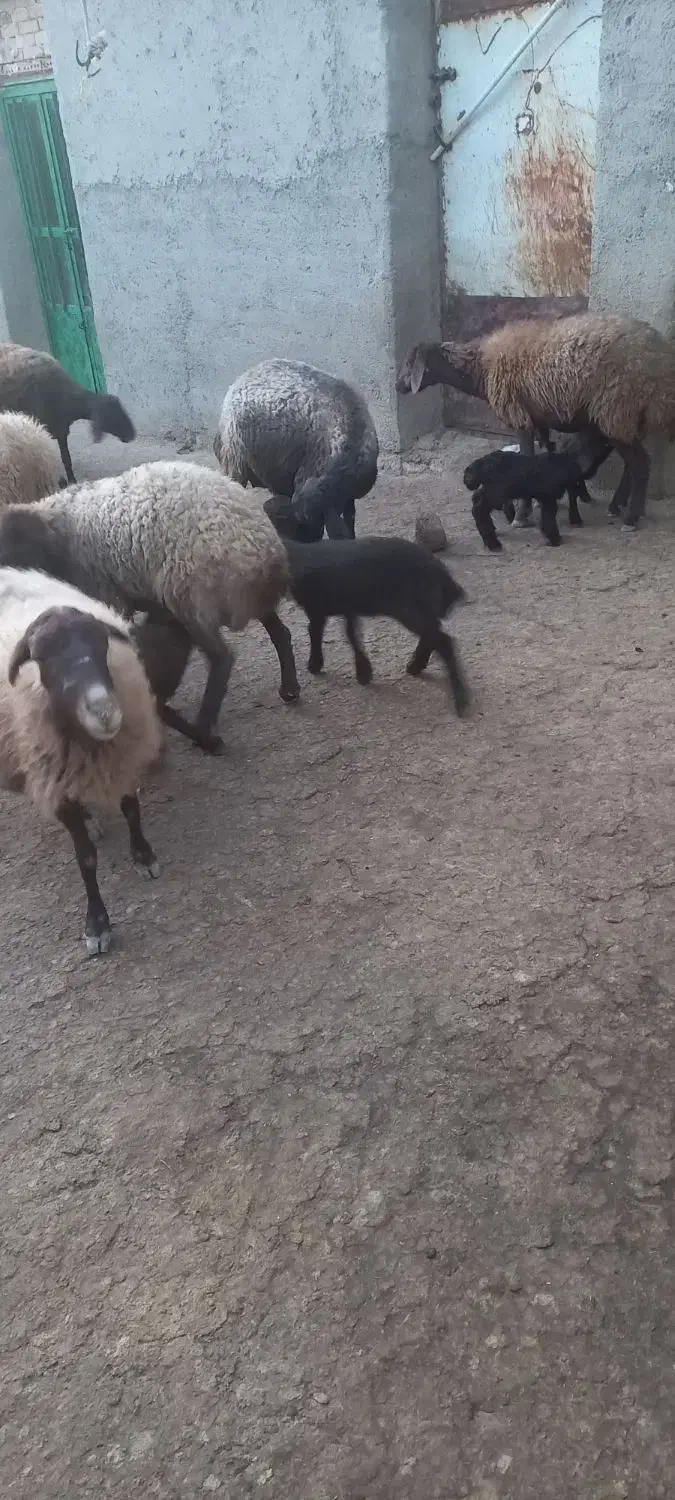 میش و بره .|حیوانات مزرعه|گل تپه, |دیوار