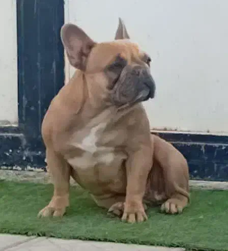 فرنچ بولداگ ماده|سگ|کرمانشاه, |دیوار