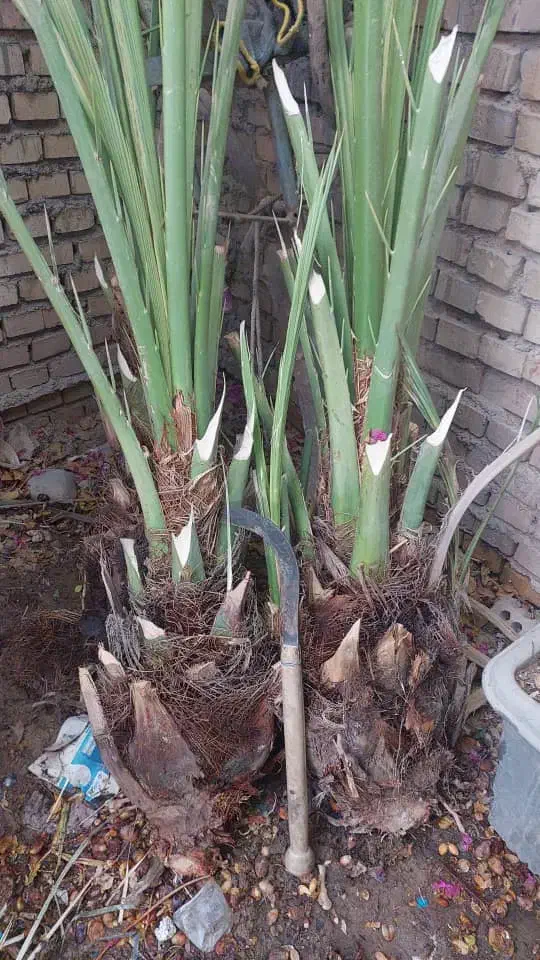 پاجوش جوش نخل سعمران درجه یک موجود|خدمات باغبانی و درختکاری|اهواز, کارون|دیوار