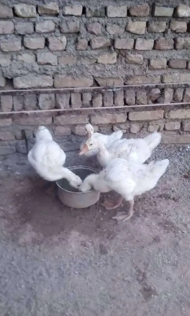 استرالوپ گلین ،سمانی سوماترا یوکاهاما بلک ،قوغاز|حیوانات مزرعه|تهران, مشیریه|دیوار