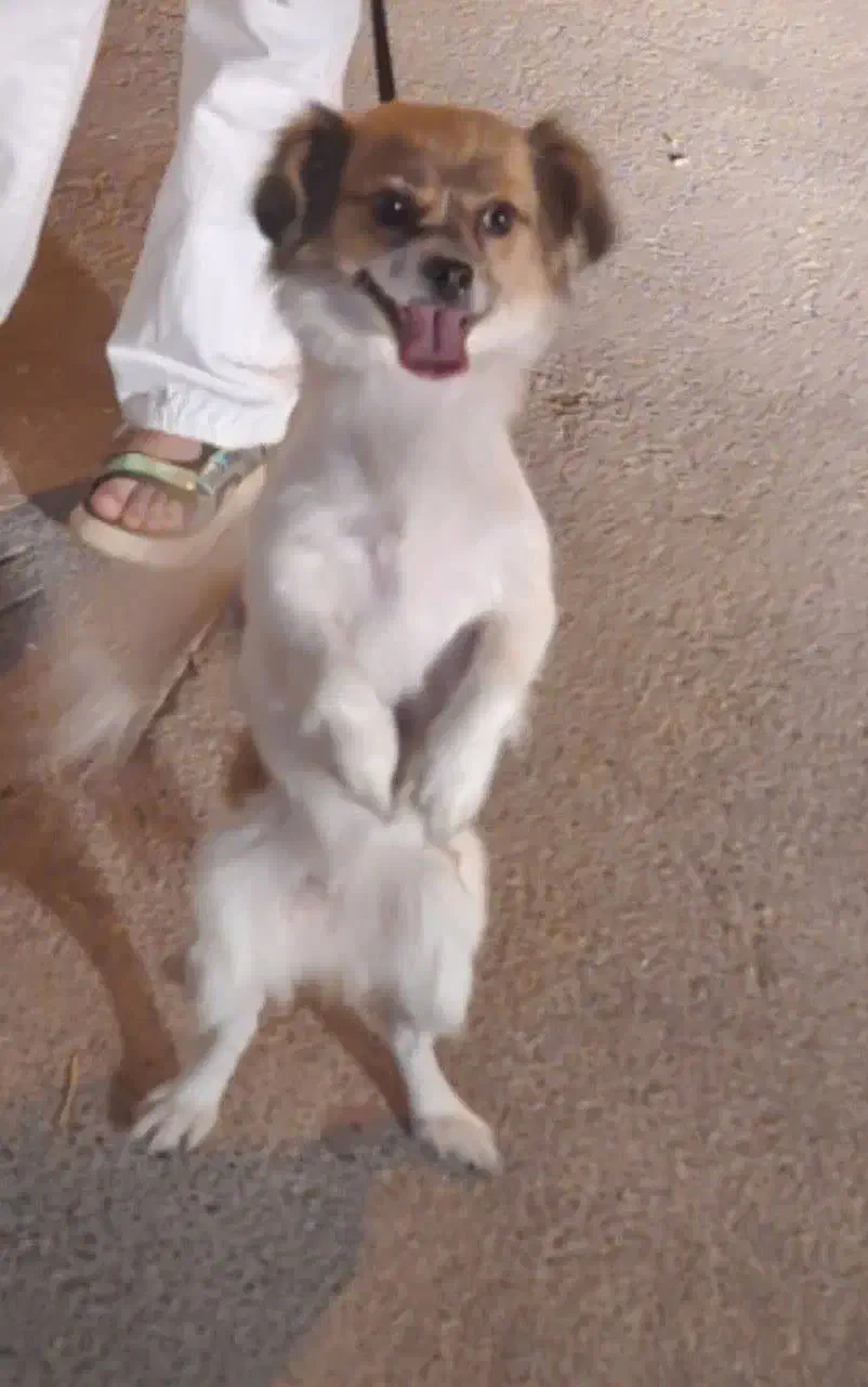 سگ اشتیپز شیتزو|سگ|شهرضا, |دیوار