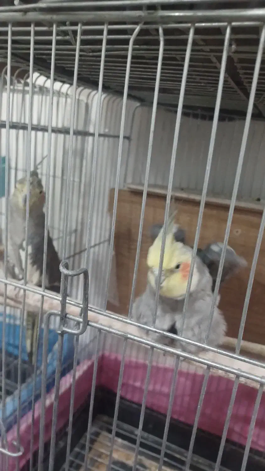 عروس هلندی سینامون|پرنده|محمدشهر, محمدشهر|دیوار