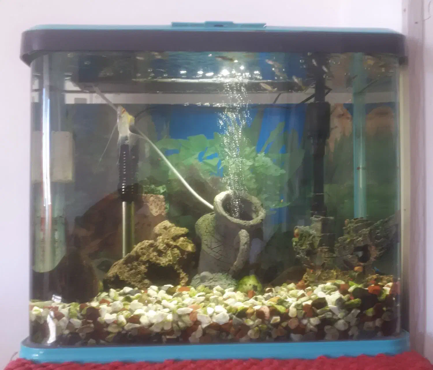 آکواریوم شرکتی با ماهی و لوازم|ماهی|گلبهار, شهر جدید گلبهار|دیوار