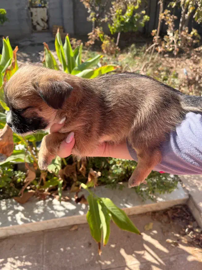 سگ شیتزو سوپر فلت|سگ|مشهد, شهید فرامرز عباسی|دیوار