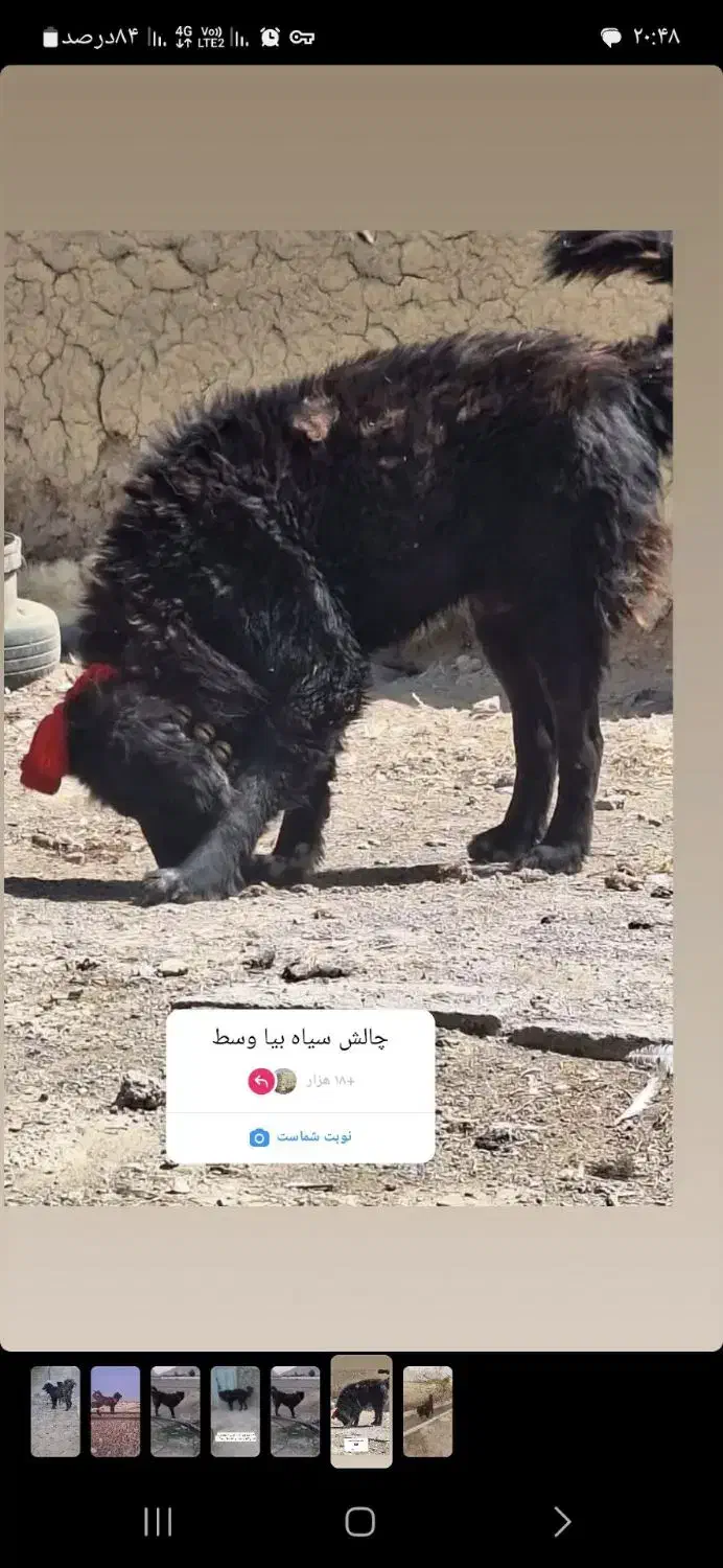 واگزاری نر قدرجونی|سگ|رودشت (اصفهان), |دیوار