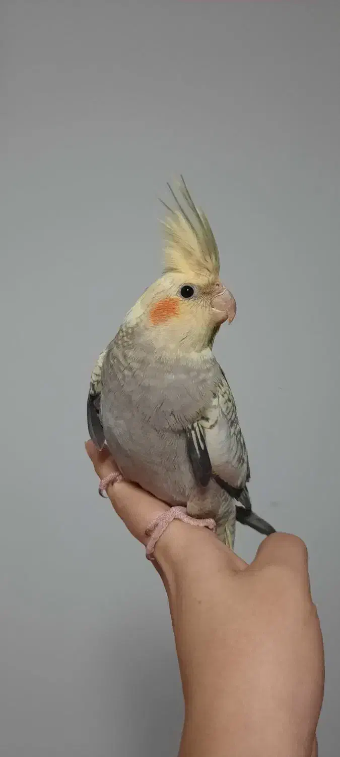 جوجه سه ماهه|پرنده|رشت, سعدی (تختی)|دیوار