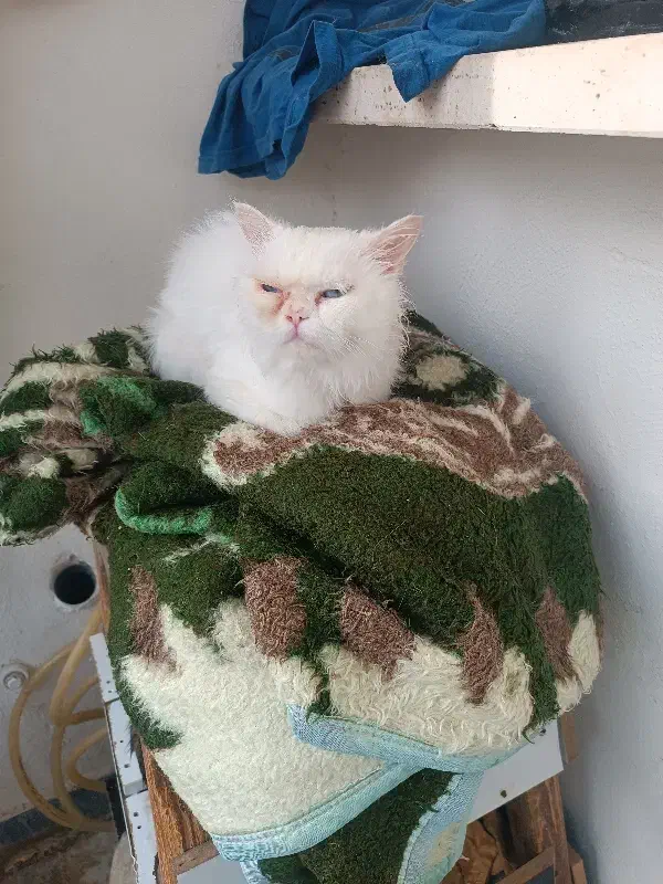 گربه|گربه|گرگان, |دیوار