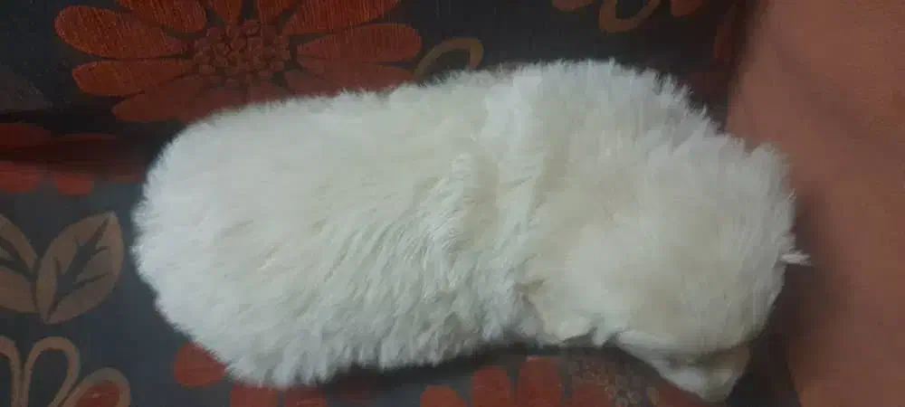 توله پشمالو|سگ|مشهد, رده|دیوار