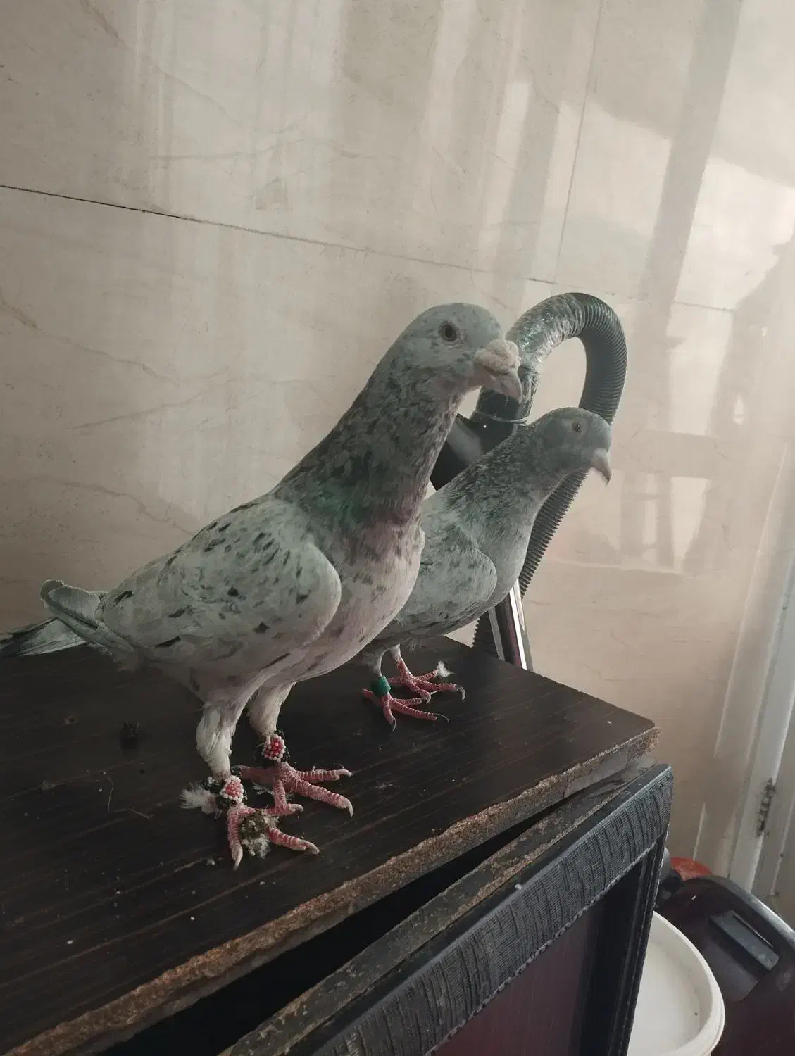 یک جفت سار|پرنده|بجنورد, |دیوار