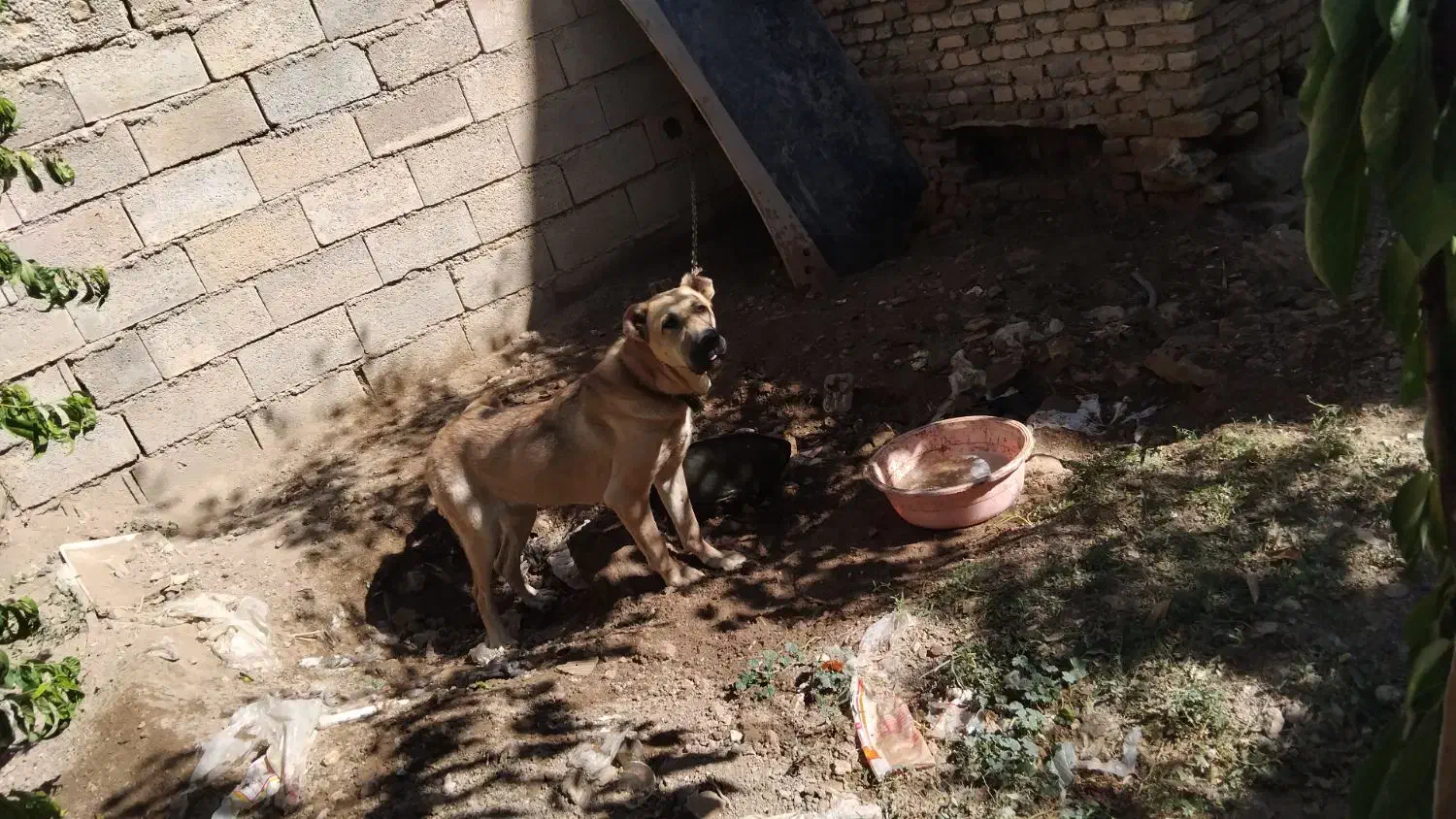 توله سرابی ماده 13ماهه|سگ|شیراز, سینما سعدی|دیوار